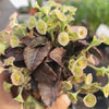 Euphorbia francoisii