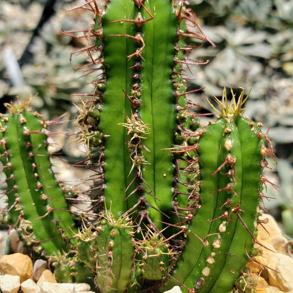 Euphorbia fruticosa