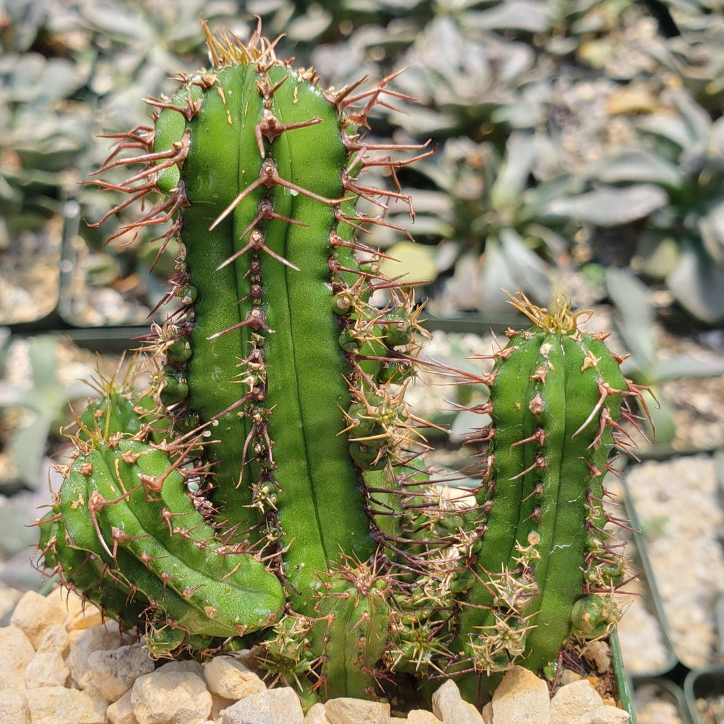 Euphorbia fruticosa