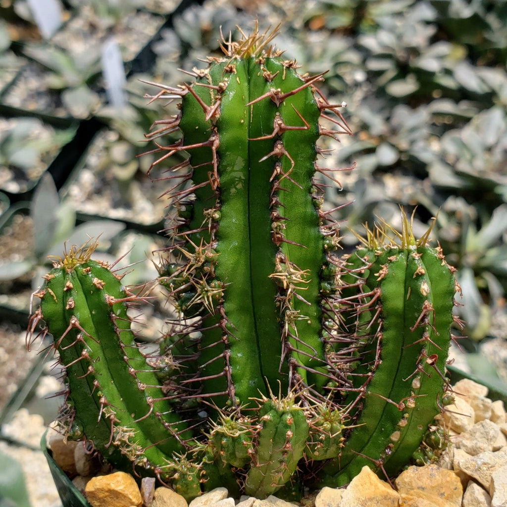 Euphorbia fruticosa