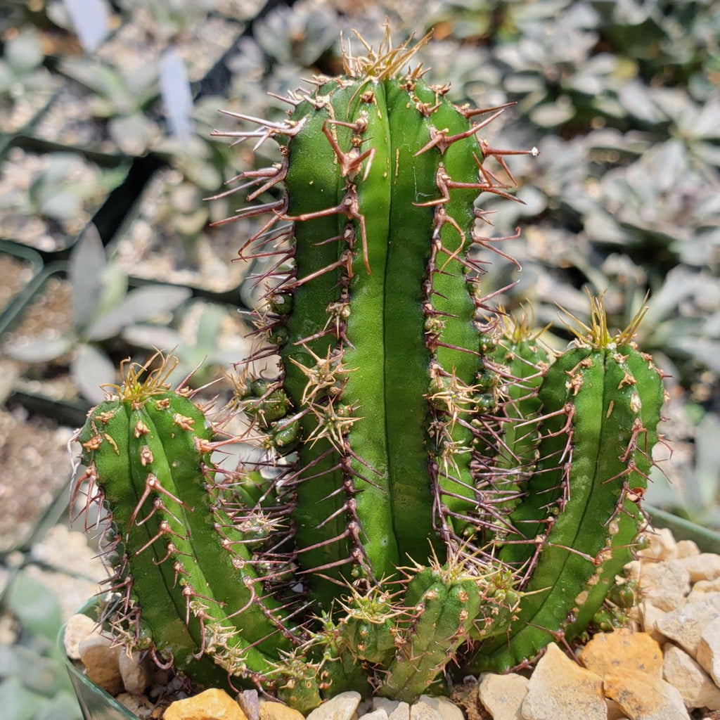 Euphorbia fruticosa