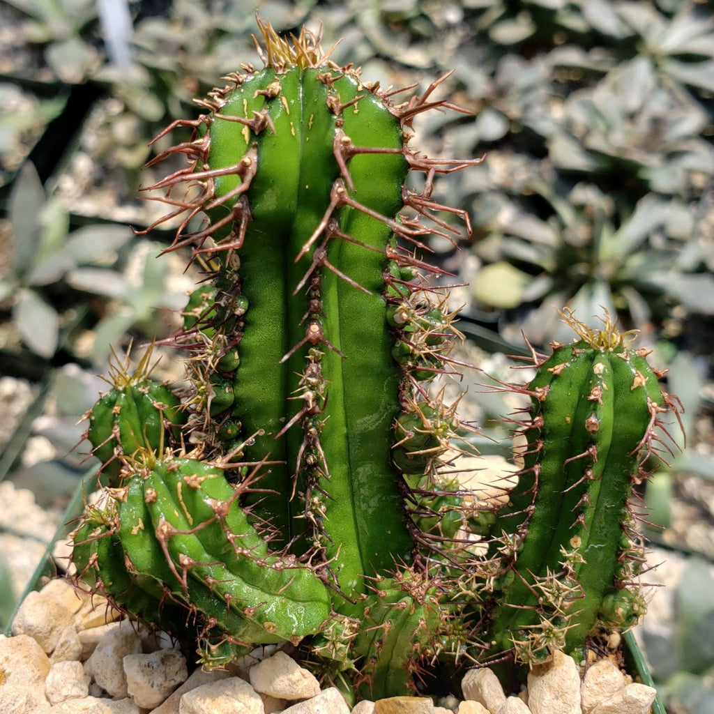 Euphorbia fruticosa
