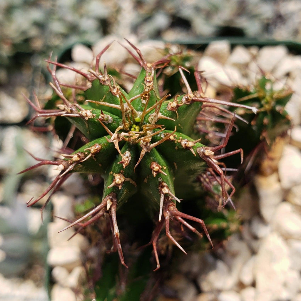 Euphorbia fruticosa