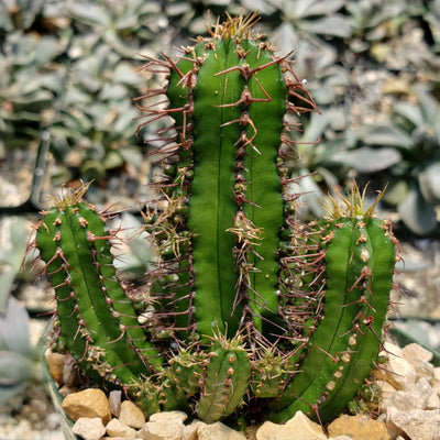 Euphorbia fruticosa