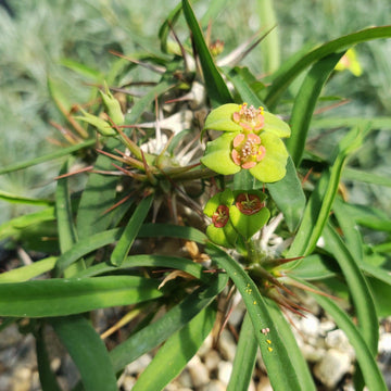 spiny plant with succulent leaves Euphorbia genoudiana