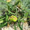 Euphorbia genoudiana