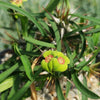 Euphorbia genoudiana