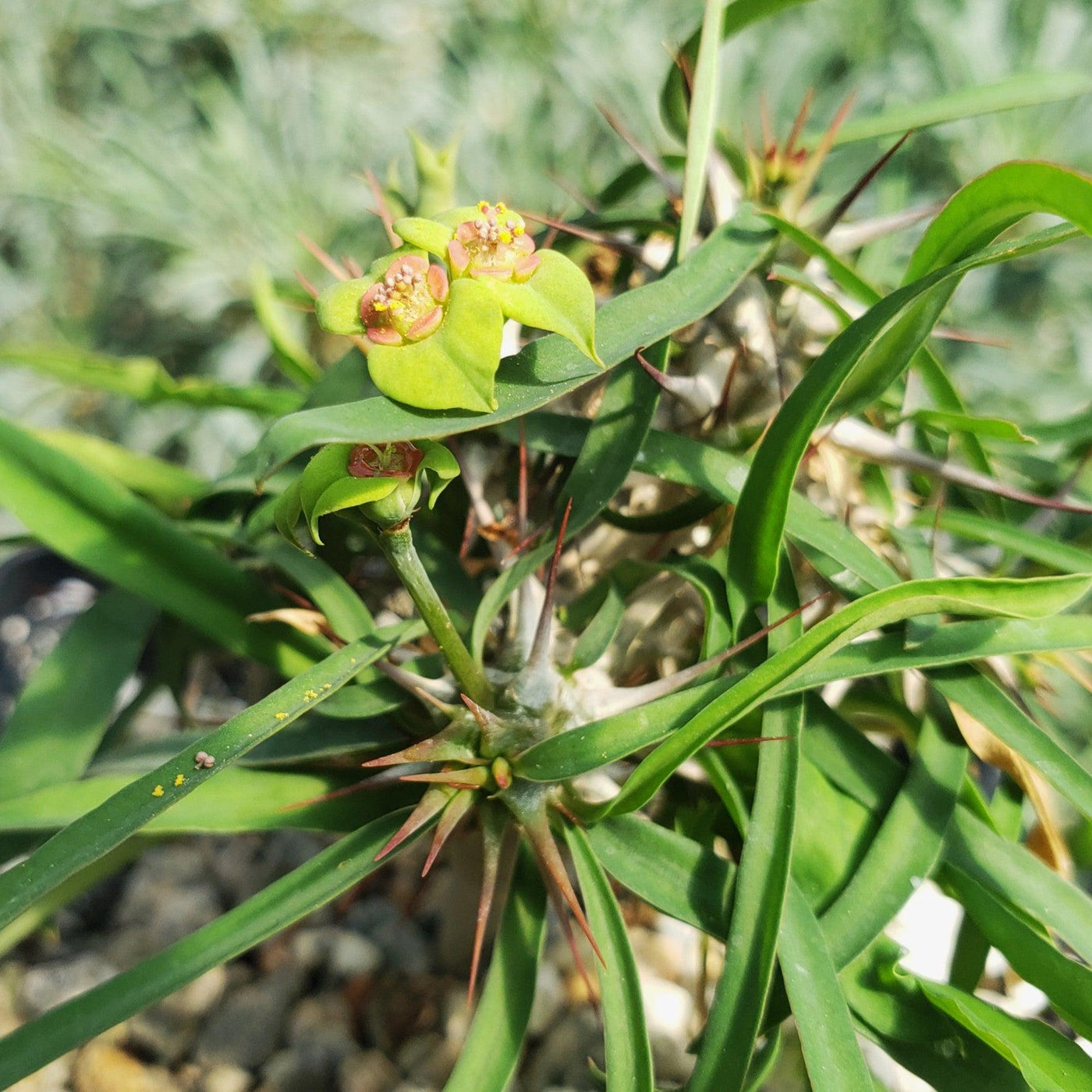 succulent translate Euphorbia Genoudiana Spiny Succulent | Buy Online