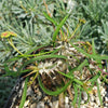 Euphorbia genoudiana