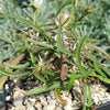 Euphorbia genoudiana