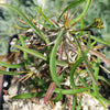 Euphorbia genoudiana