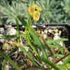 Euphorbia genoudiana