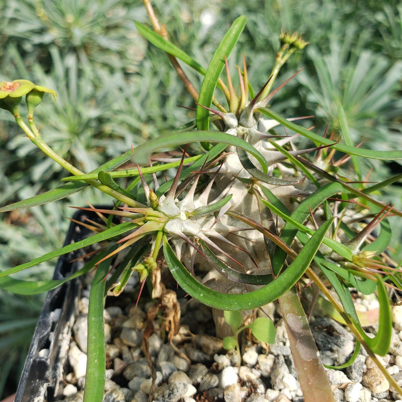 spiny plant with succulent leaves Euphorbia Genoudiana Spiny Succulent | Buy Online