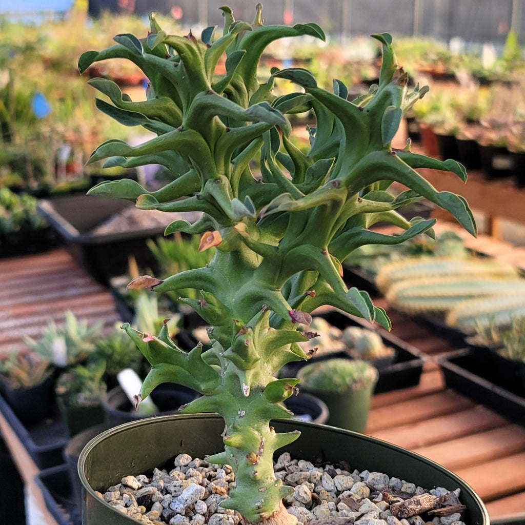 Euphorbia hamata