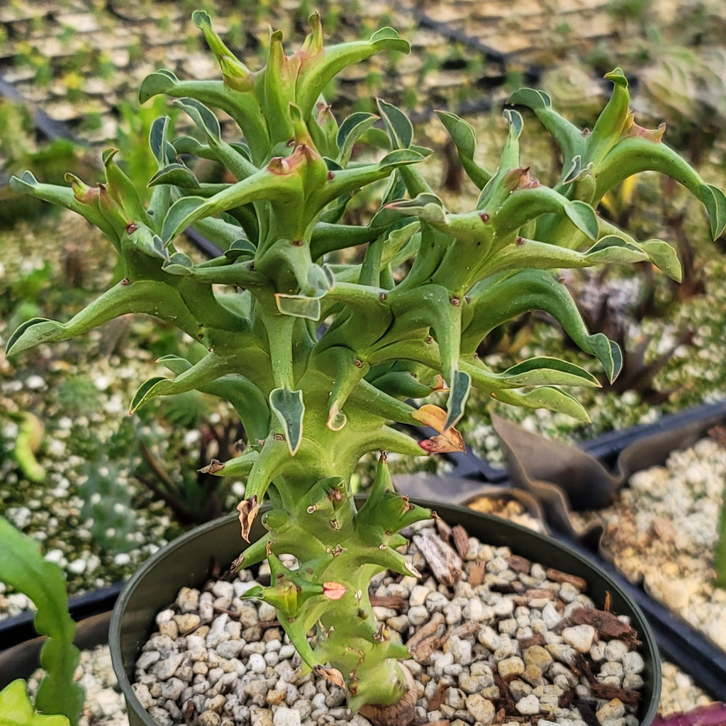 Euphorbia hamata