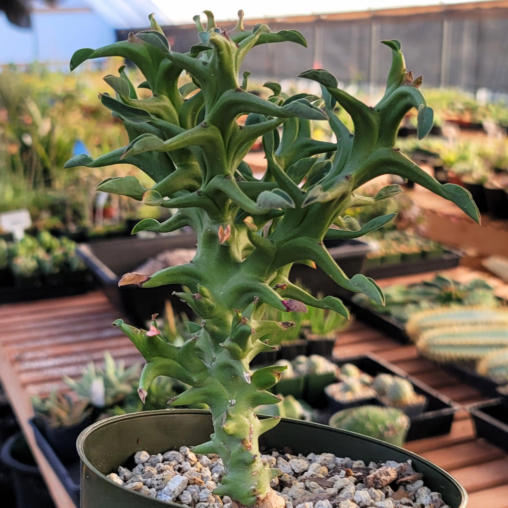 Euphorbia hamata