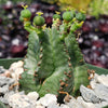 African Milk Barrel – Euphorbia horrida