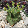 African Milk Barrel – Euphorbia horrida