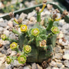 African Milk Barrel – Euphorbia horrida