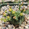 African Milk Barrel – Euphorbia horrida