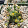 African Milk Barrel – Euphorbia horrida