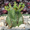 African Milk Barrel – Euphorbia horrida