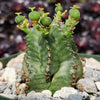 African Milk Barrel – Euphorbia horrida