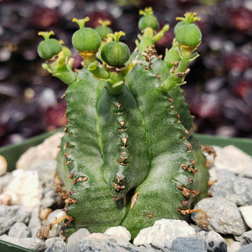 barrel succulent African Milk Barrel – Euphorbia horrida 6" Pot