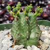 African Milk Barrel – Euphorbia horrida