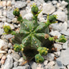 African Milk Barrel – Euphorbia horrida