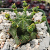 African Milk Barrel – Euphorbia horrida