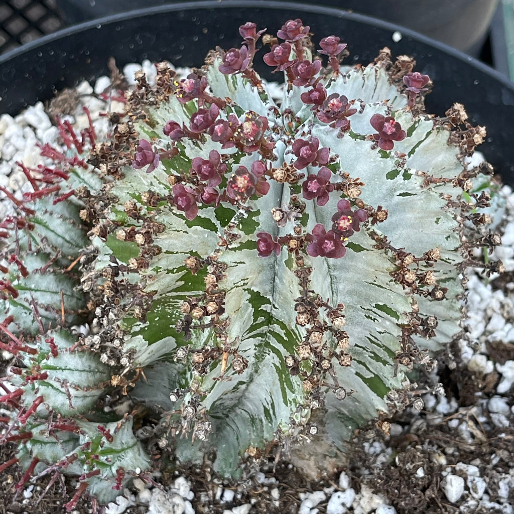 Euphorbia Horrida Major Nova