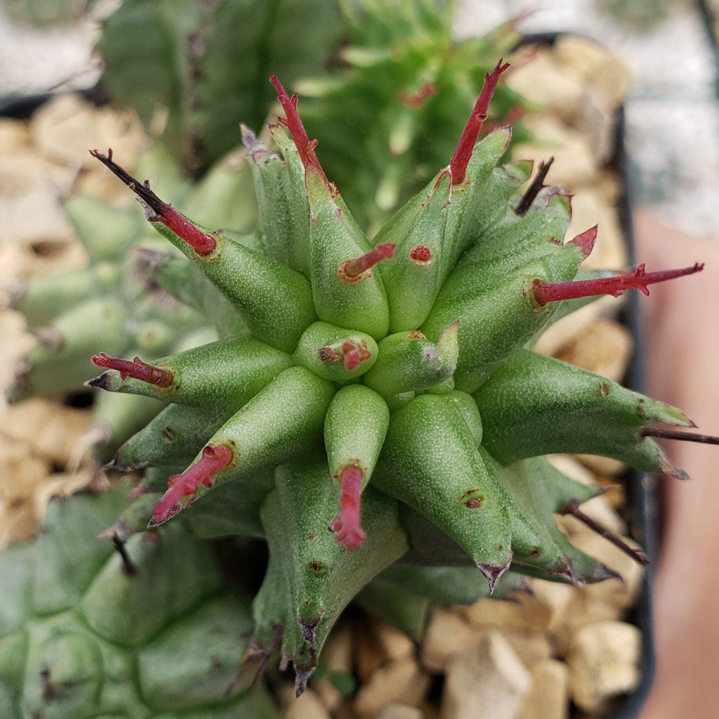 Euphorbia horrida monstrose