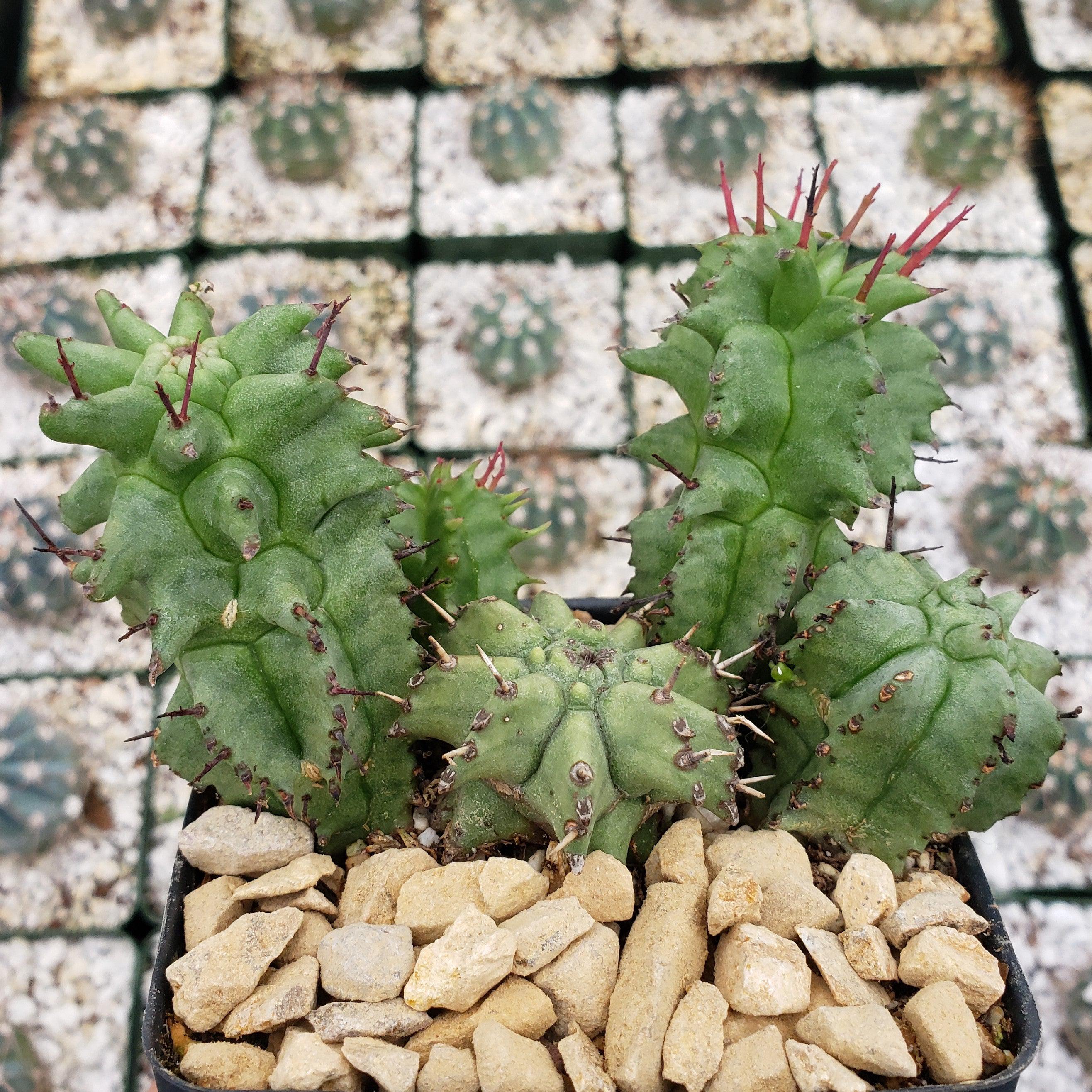 Euphorbia horrida monstrose