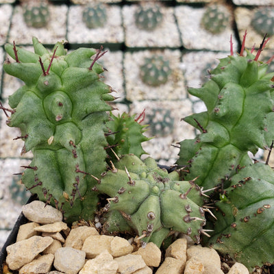 Euphorbia horrida monstrose