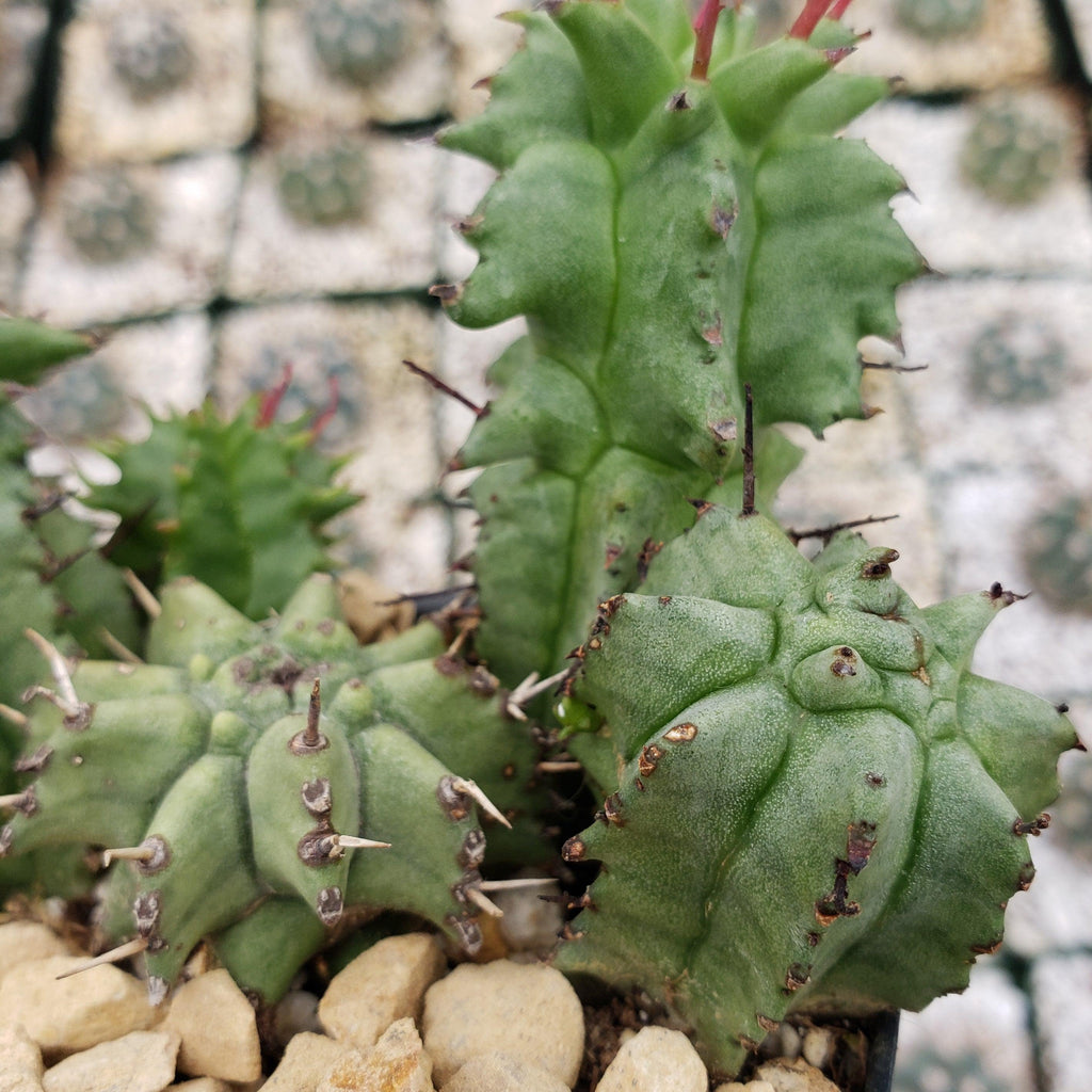Euphorbia horrida monstrose