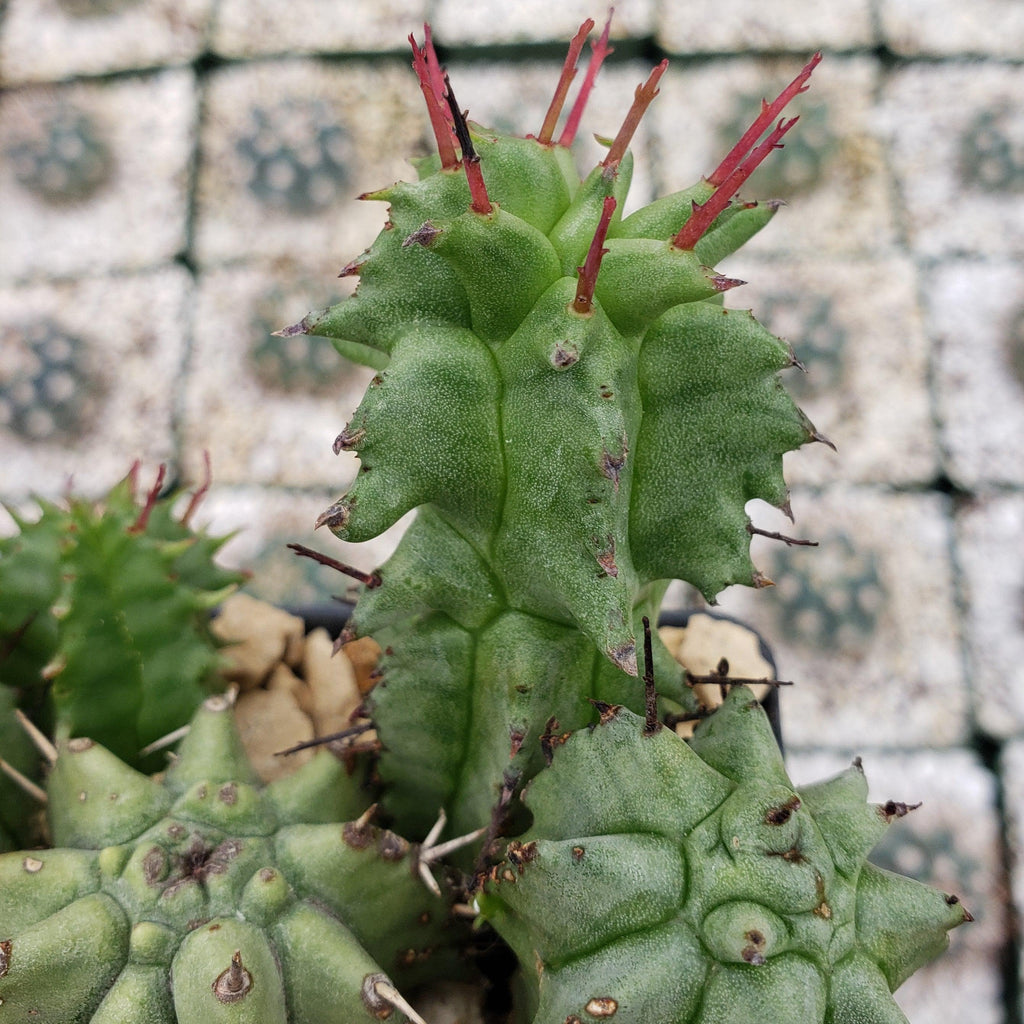Euphorbia horrida monstrose