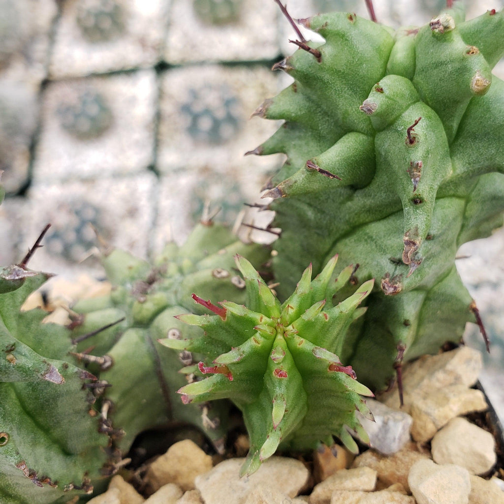 Euphorbia horrida monstrose