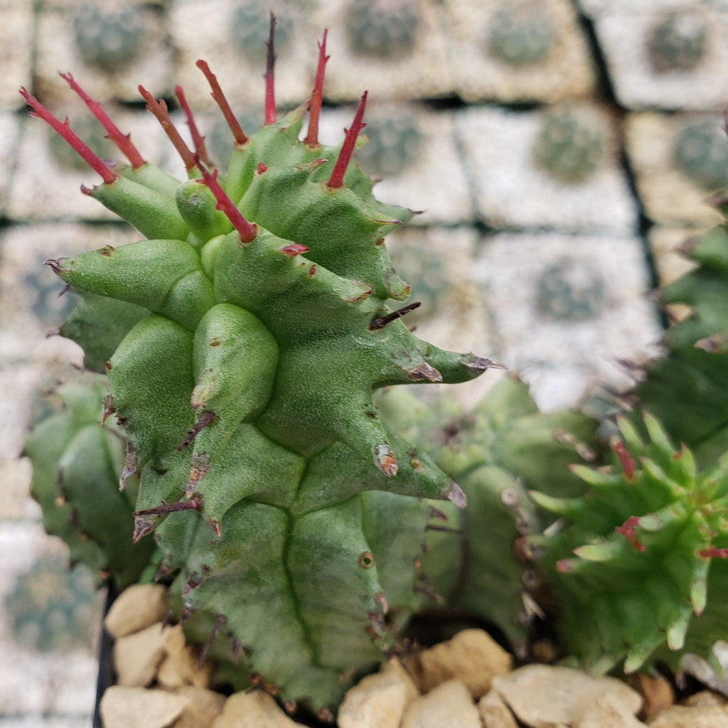 Euphorbia horrida monstrose
