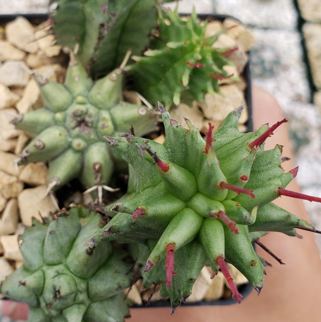 Euphorbia horrida monstrose