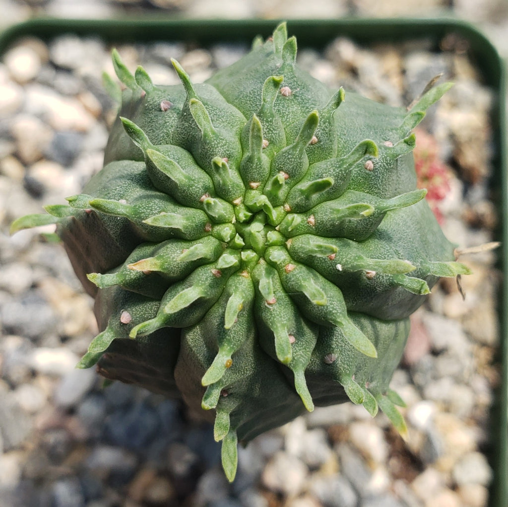 Euphorbia infausta
