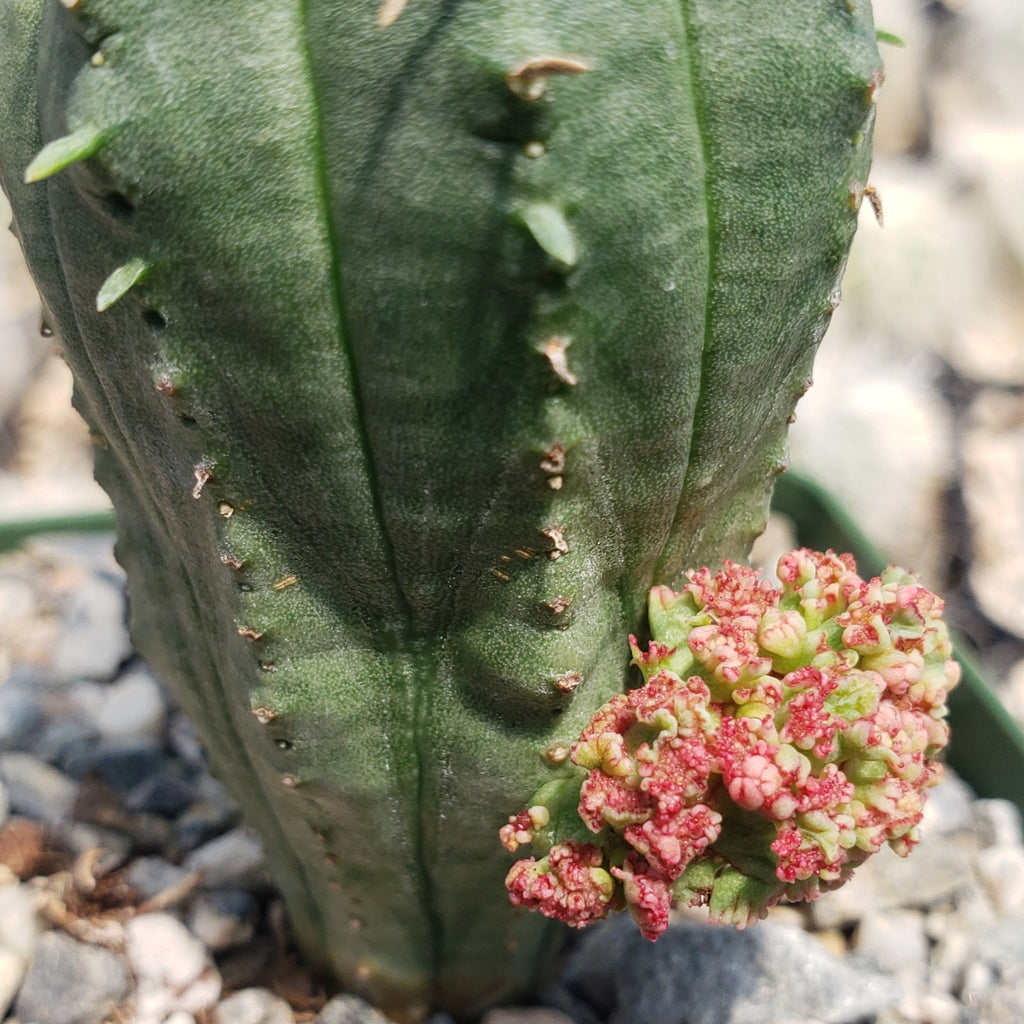 Euphorbia infausta