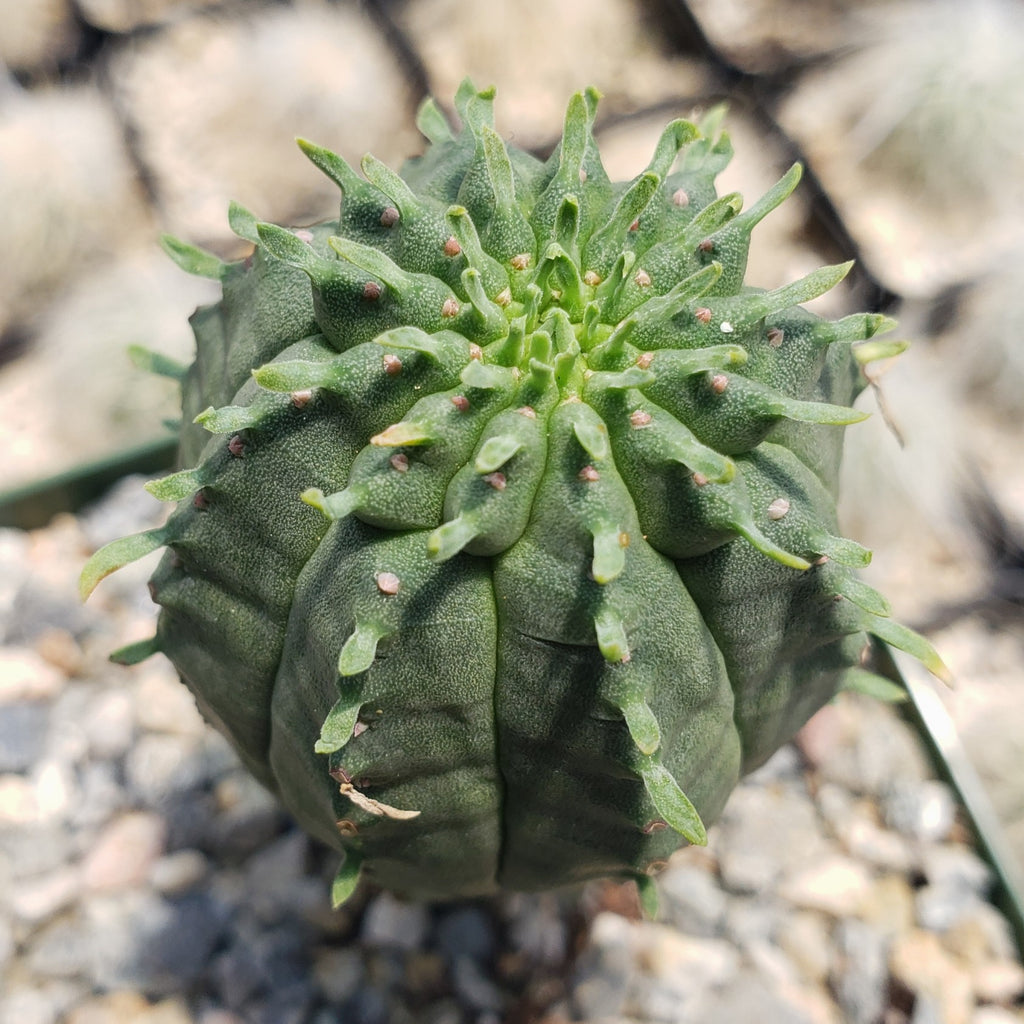 Euphorbia infausta