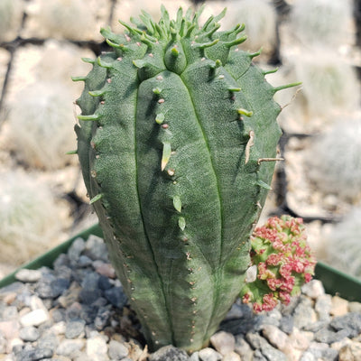 Euphorbia infausta