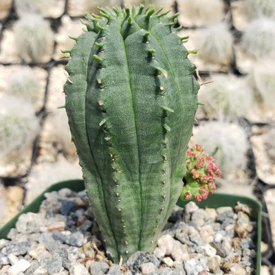 Euphorbia infausta