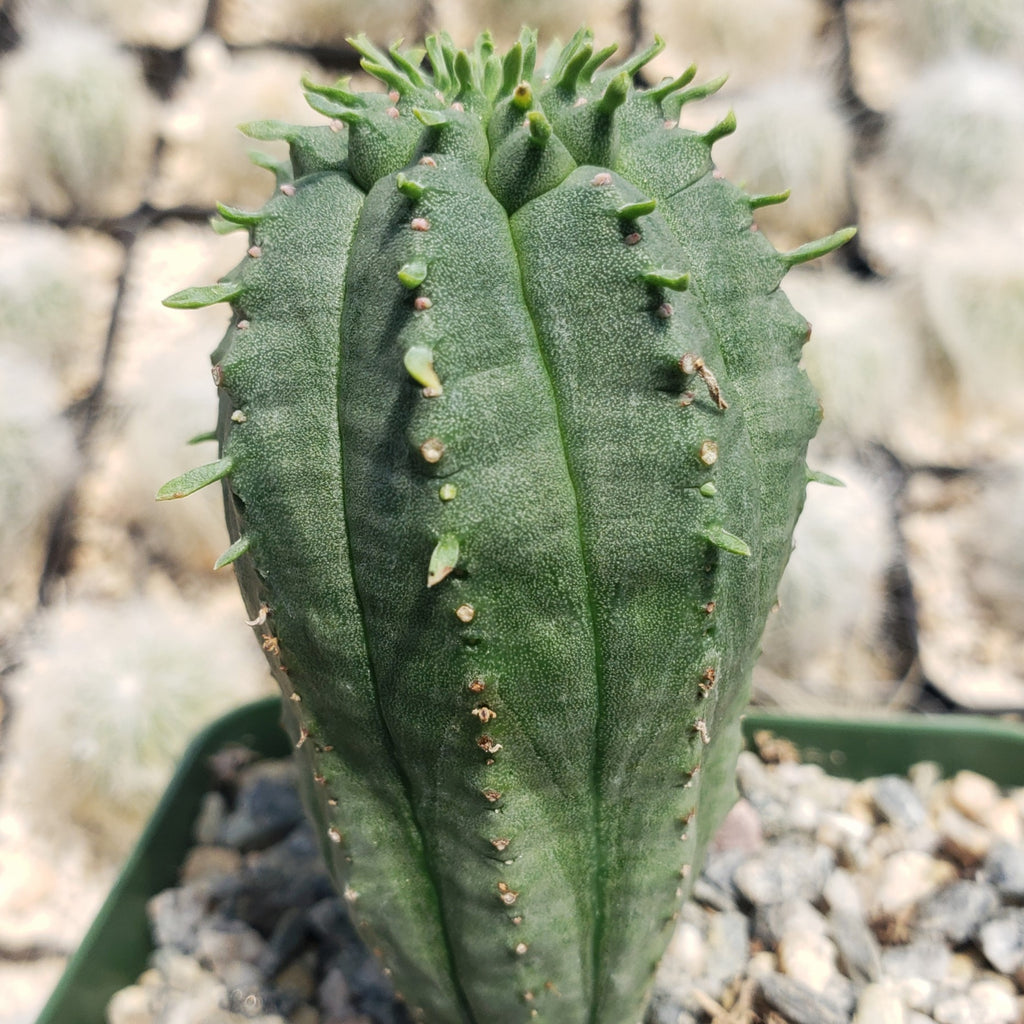 Euphorbia infausta