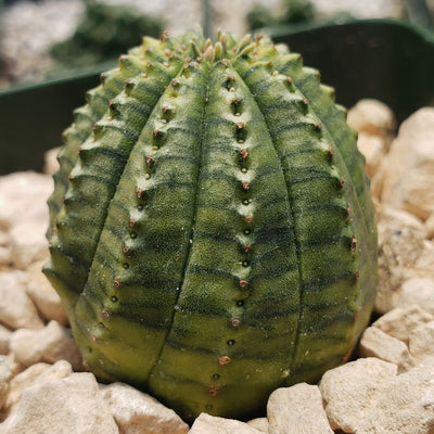 Euphorbia infausta variegata