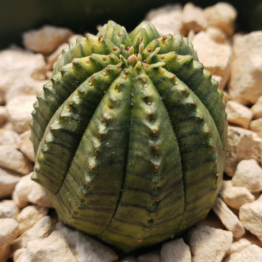 Euphorbia infausta variegata