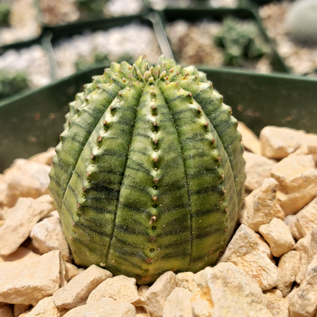 Euphorbia infausta variegata