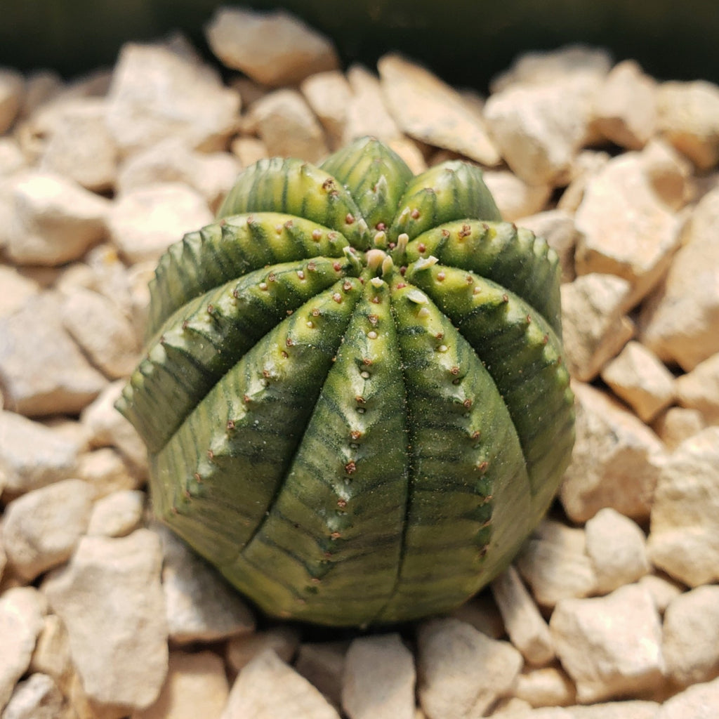 Euphorbia infausta variegata